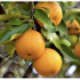 Bigaradier, Oranger amère. Citrus x aurantium var. amargo