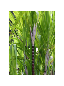 Canne à Sucre - Saccharum officinarum