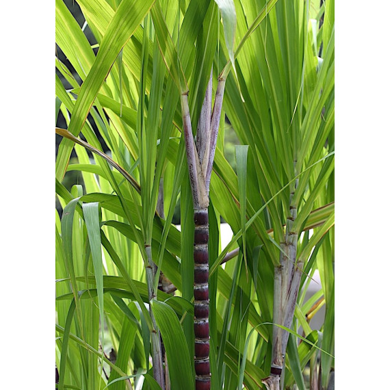 Canne à Sucre - Saccharum officinarum