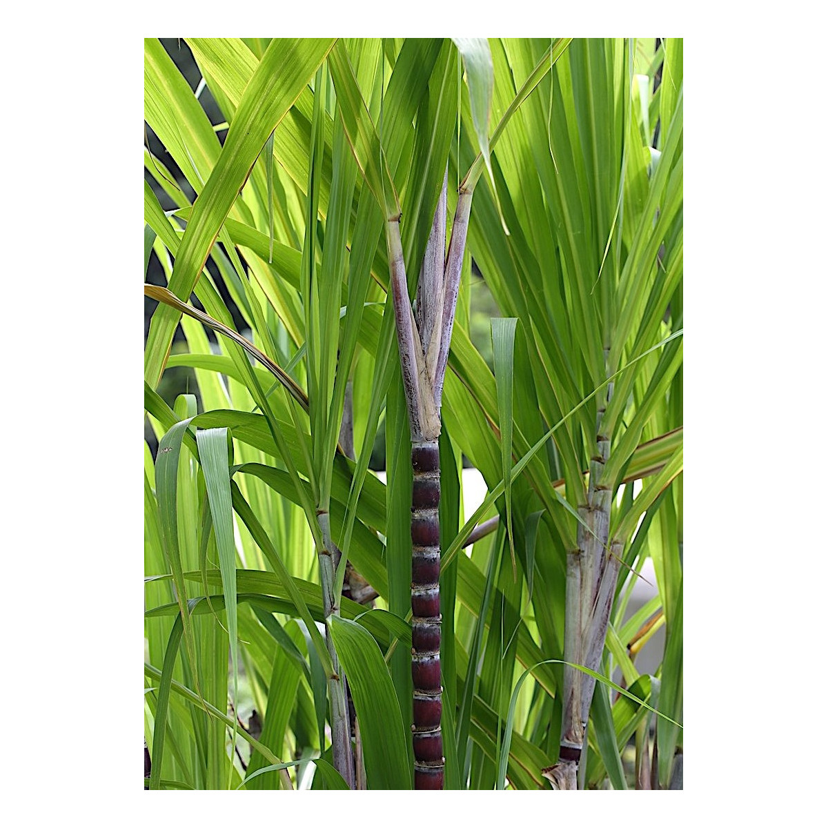 Canne à Sucre - Saccharum officinarum
