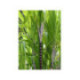 Canne à Sucre - Saccharum officinarum