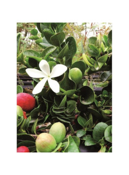 Prunier du Natal - Carissa macrocarpa