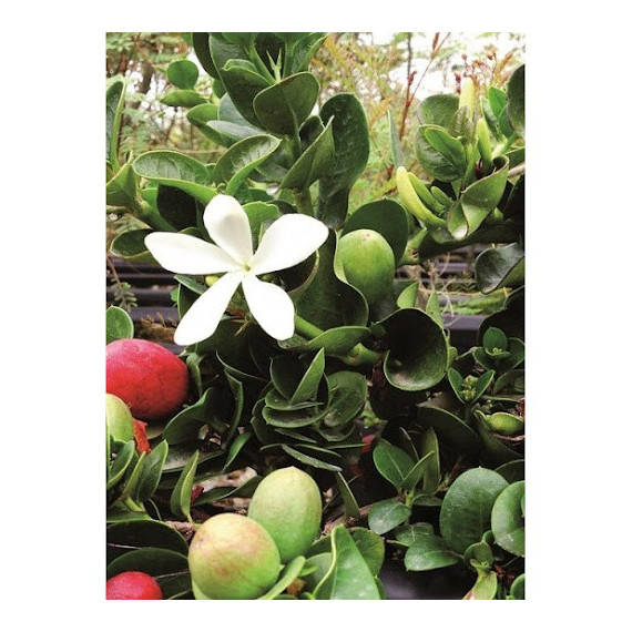 Prunier du Natal - Carissa macrocarpa