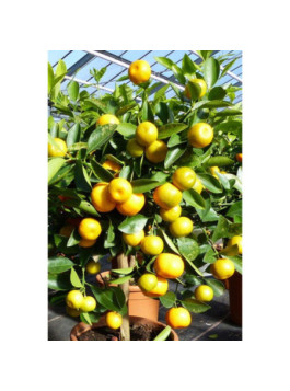 Calamondin - citrus mitis