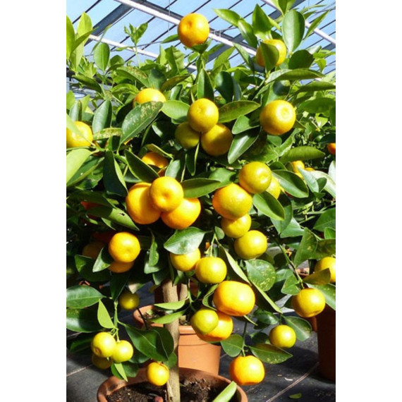 Calamondin - citrus mitis