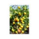 Calamondin - citrus mitis