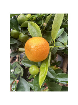 Calamondin - citrus mitis