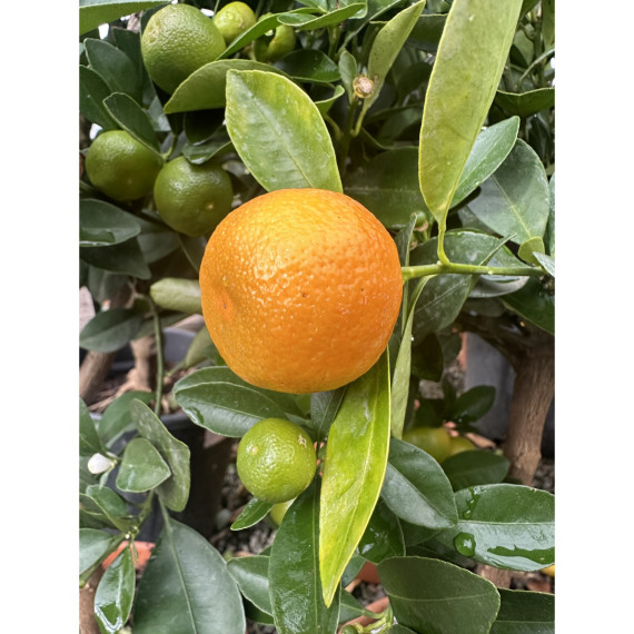 Calamondin - citrus mitis