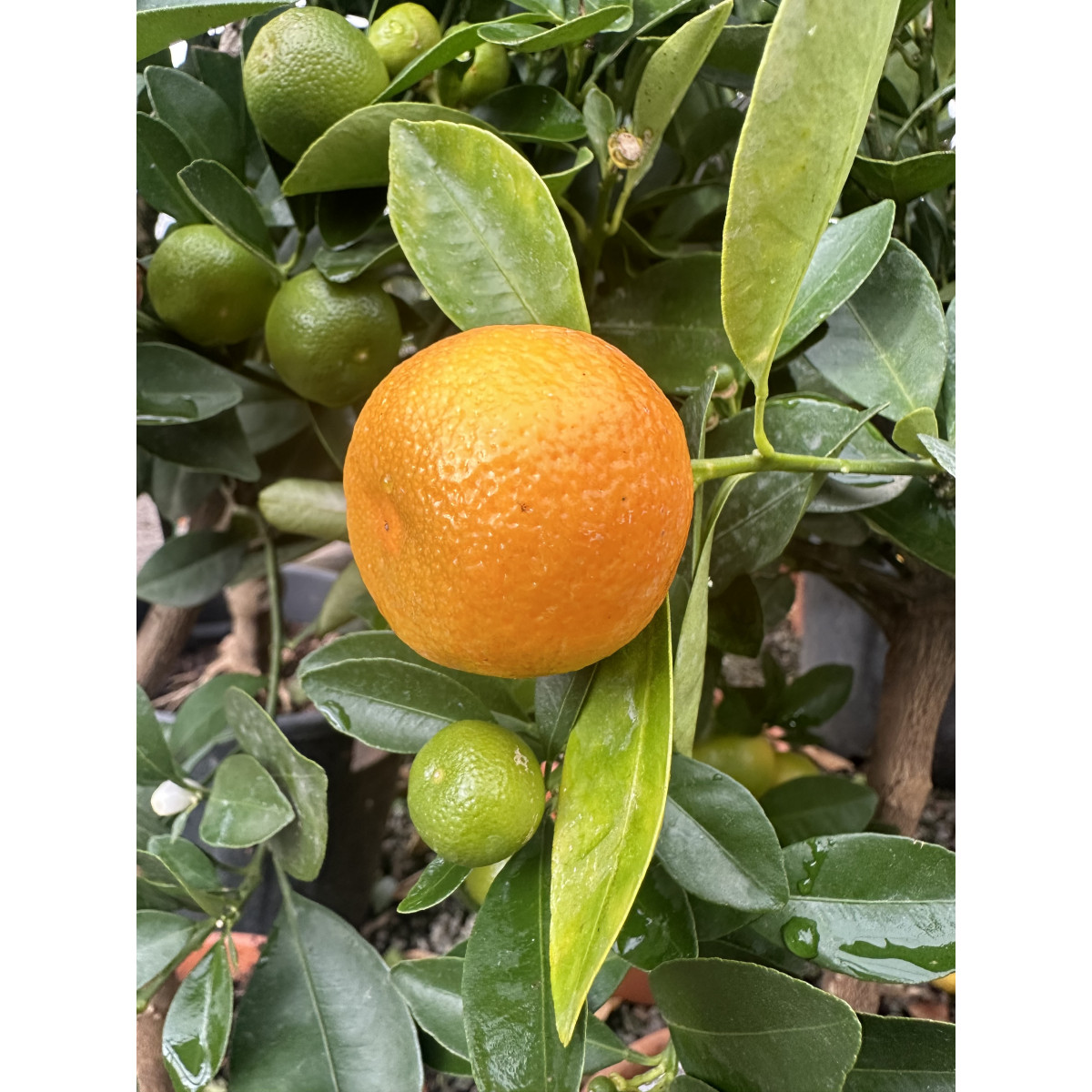 Calamondin - citrus mitis