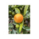 Calamondin - citrus mitis