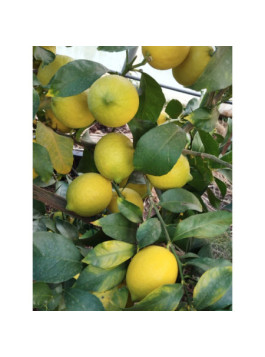 Citron de Menton - Citrus lemon - 4 saisons