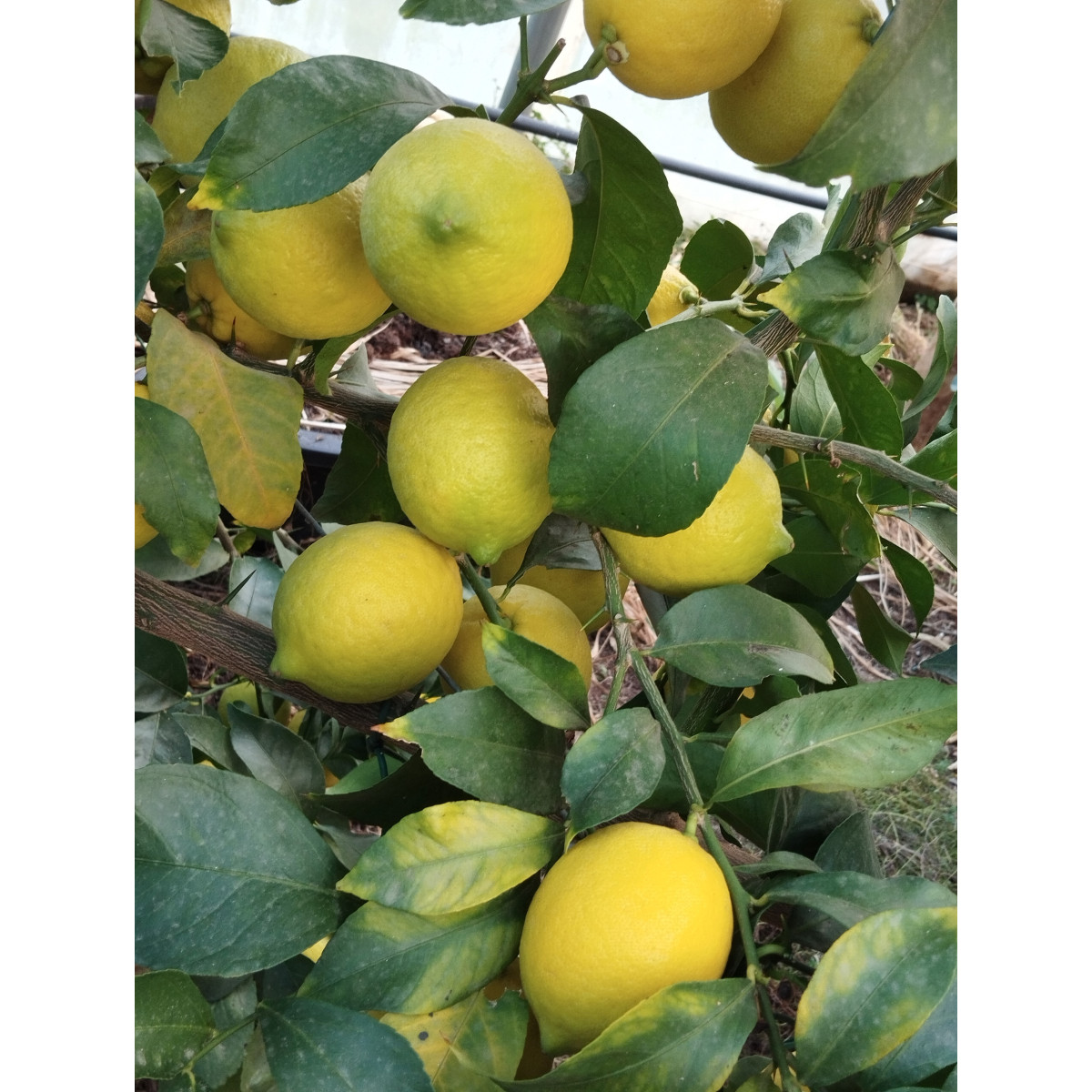 Citron de Menton - Citrus lemon - 4 saisons