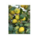 Citron de Menton - Citrus lemon - 4 saisons