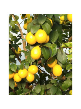 Citron Meyer - Citrus x meyeri