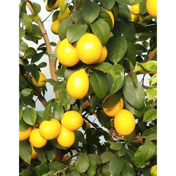 Citron Meyer - Citrus x meyeri