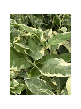 Citron panaché - Citrus x limon variegata