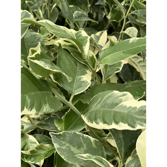 Citron panaché - Citrus x limon variegata