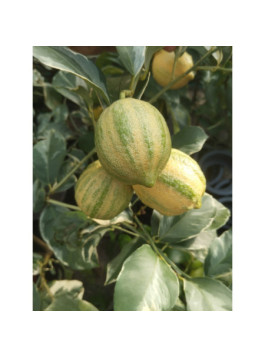 Citron panaché - Citrus x limon variegata