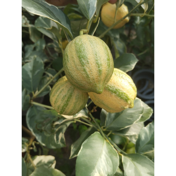 Citron panaché - Citrus x limon variegata