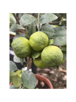 Citron Lime 'Pursha' - Citrus limetta