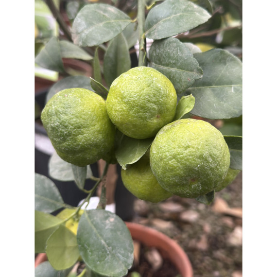 Citron Lime 'Pursha' - Citrus limetta