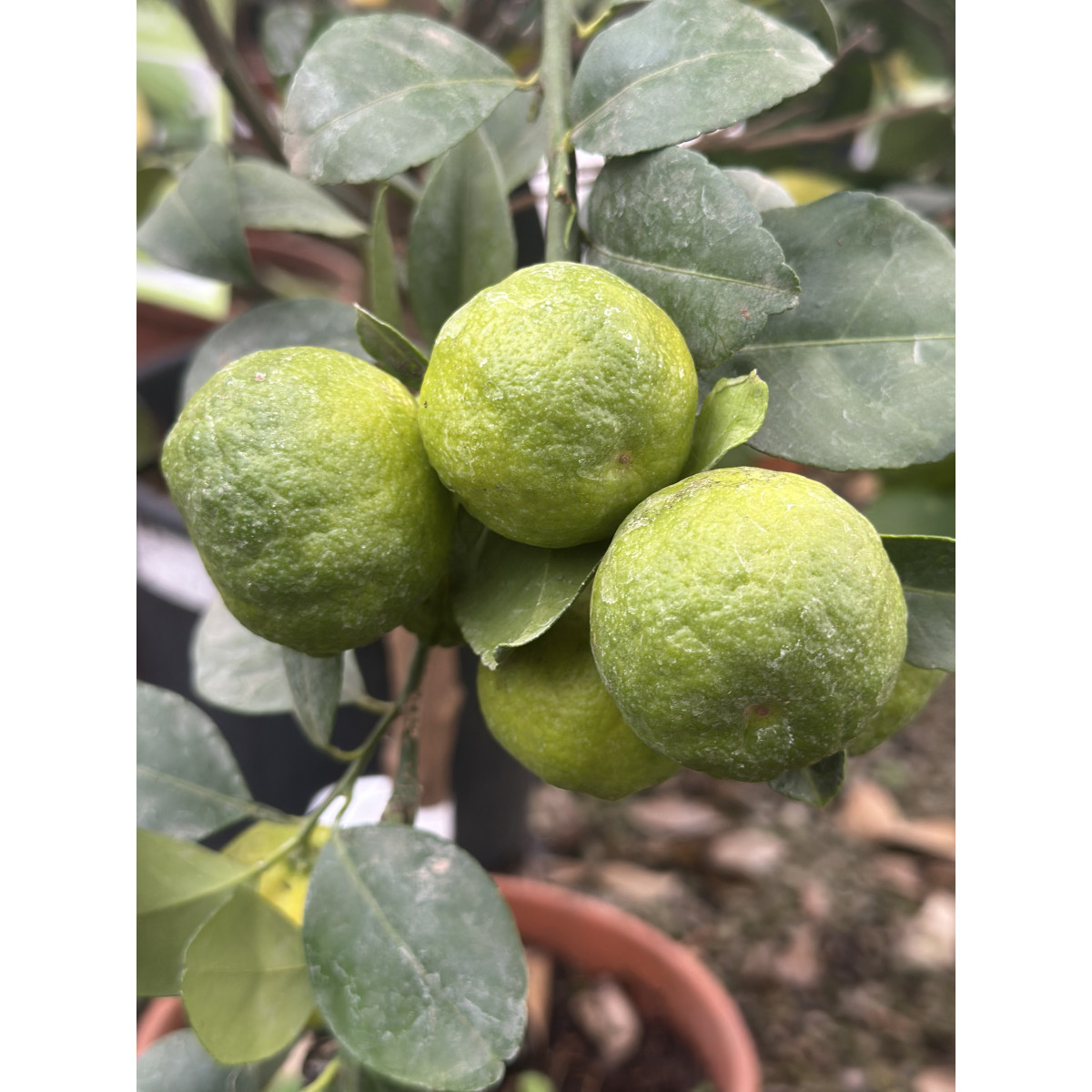 Citron Lime 'Pursha' - Citrus limetta