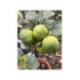 Citron Lime 'Pursha' - Citrus limetta