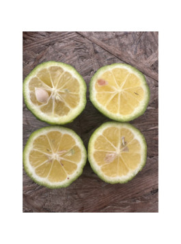Citron Lime 'Pursha' - Citrus limetta