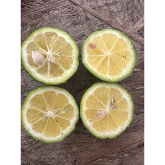 Citron Lime 'Pursha' - Citrus limetta