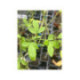 Porte greffe. Citrumelo swingle 4475