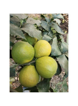 Bergamote de Calabre - Citrus bergamia 'calabreze'