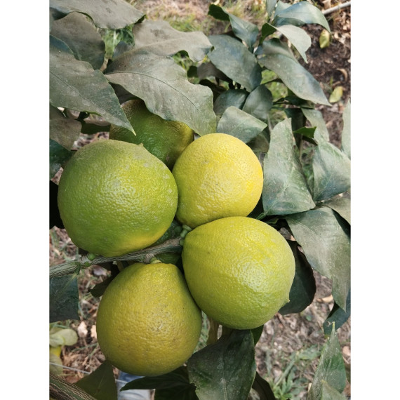 Bergamote de Calabre - Citrus bergamia 'calabreze'