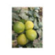 Bergamote de Calabre - Citrus bergamia 'calabreze'