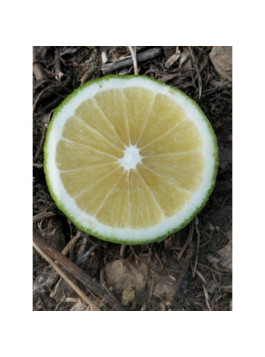 Bergamote de Calabre - Citrus bergamia 'calabreze'
