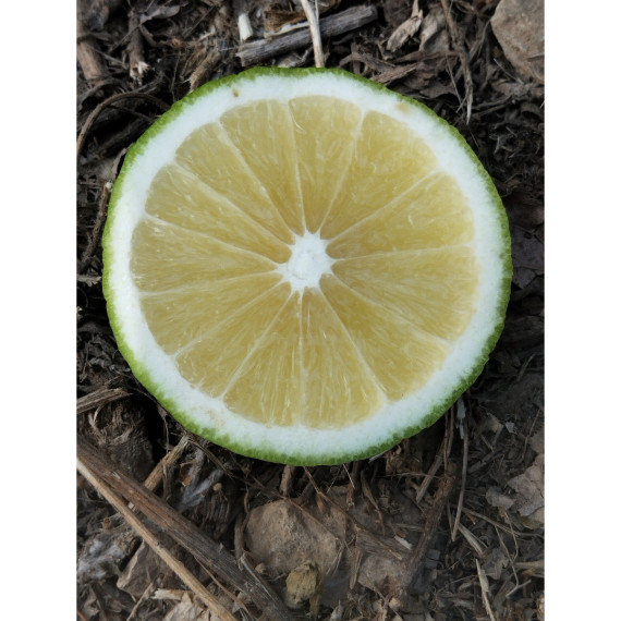 Bergamote de Calabre - Citrus bergamia 'calabreze'