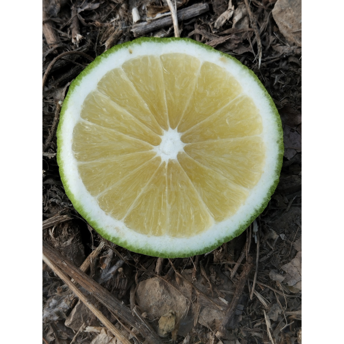 Bergamote de Calabre - Citrus bergamia 'calabreze'