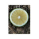 Bergamote de Calabre - Citrus bergamia 'calabreze'