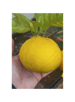 Shunkokan - Citrus shunkokan