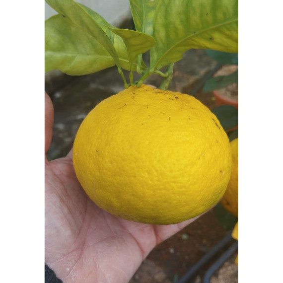 Shunkokan - Citrus shunkokan