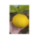 Shunkokan - Citrus shunkokan