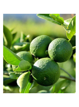 Citronnier lime Japonais 'Sudachi' - Citron sudachi