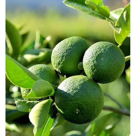 Citronnier lime Japonais 'Sudachi' - Citron sudachi