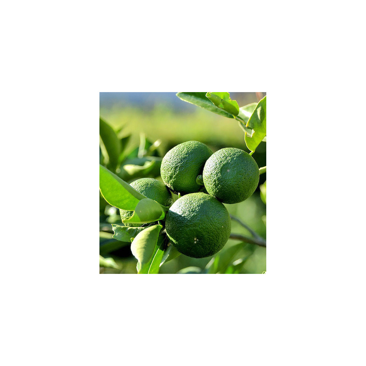 Citronnier lime Japonais 'Sudachi' - Citron sudachi
