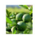 Citronnier lime Japonais 'Sudachi' - Citron sudachi
