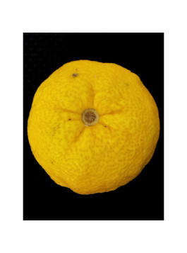 Yuzu lion - Citron japonais - Citrus juno