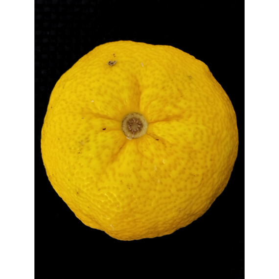 Yuzu lion - Citron japonais - Citrus juno