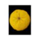 Yuzu lion - Citron japonais - Citrus juno