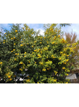 Yuzu lion - Citron japonais - Citrus juno