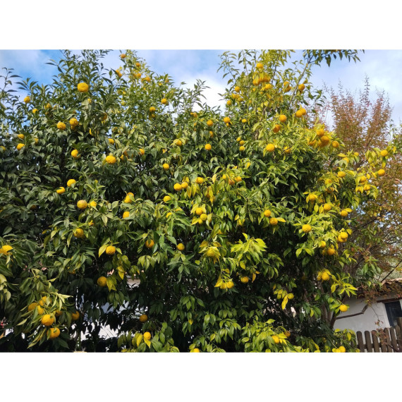 Yuzu lion - Citron japonais - Citrus juno