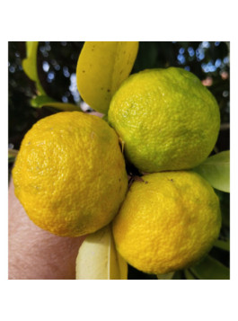 Yuzu ivia - Citron japonais - citrus juno